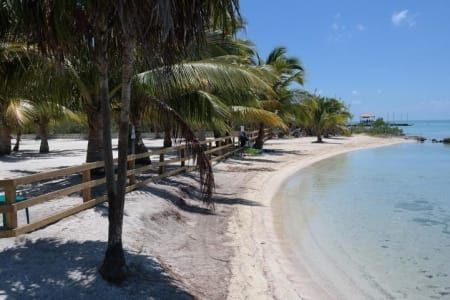 A beach with palm trees and a wooden fence