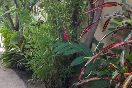 A lush green garden with a red flower in the middle