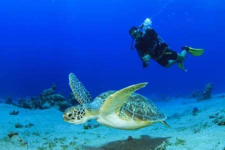 A scuba diver is swimming next to a sea turtle in the ocean.