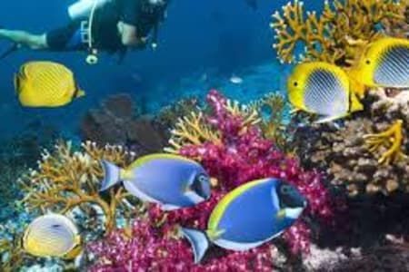 A scuba diver is swimming in the ocean near a coral reef.