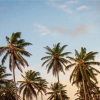 A row of palm trees against a blue sky