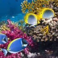 A group of fish are swimming in a coral reef.