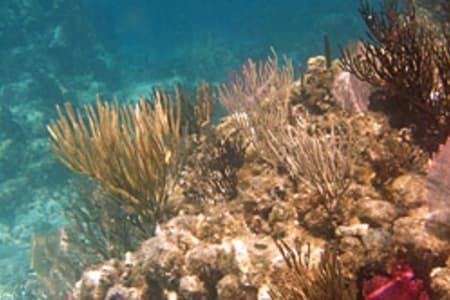 A close up of a coral reef in the ocean.