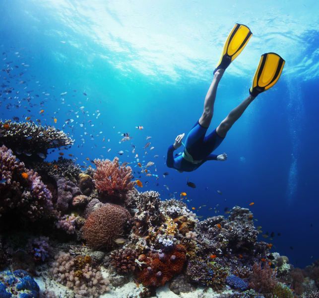 A person is swimming in the ocean near a coral reef