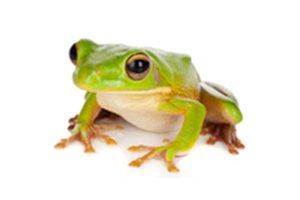 wulguru indoor plant hire little frog