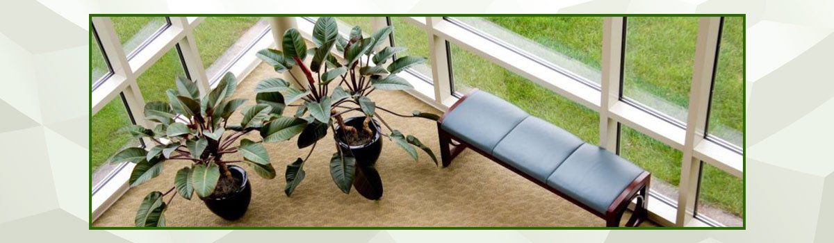 wulguru indoor plant hire indoor plants