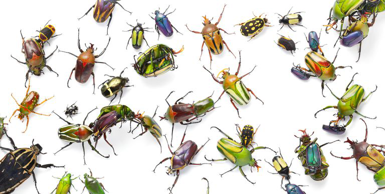 there are many different types of beetles on a white background .