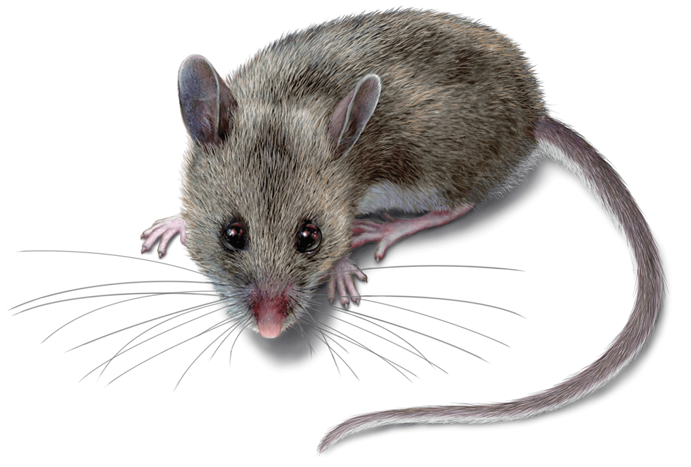 a mouse with a long tail is looking at the camera on a white background .