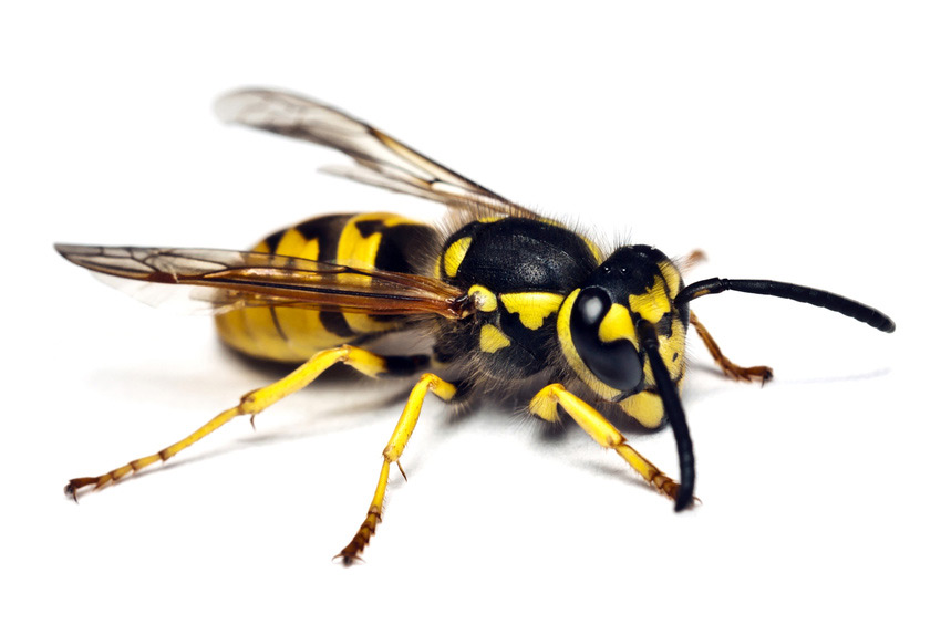 a close up of a yellow and black wasp on a white background .