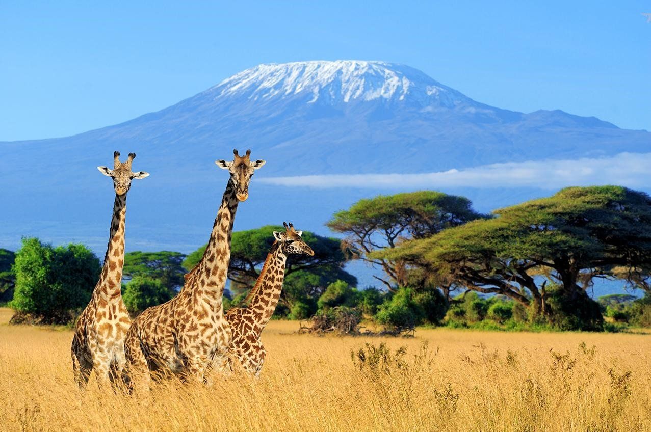 Giraffes in the savannah of Tanzania