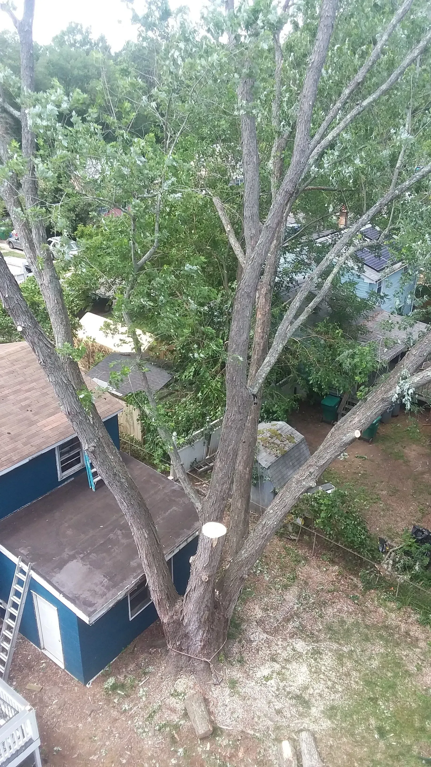 Tree With Green Leaves - Egg Harbor Township, NJ - Tree Man Tree Service