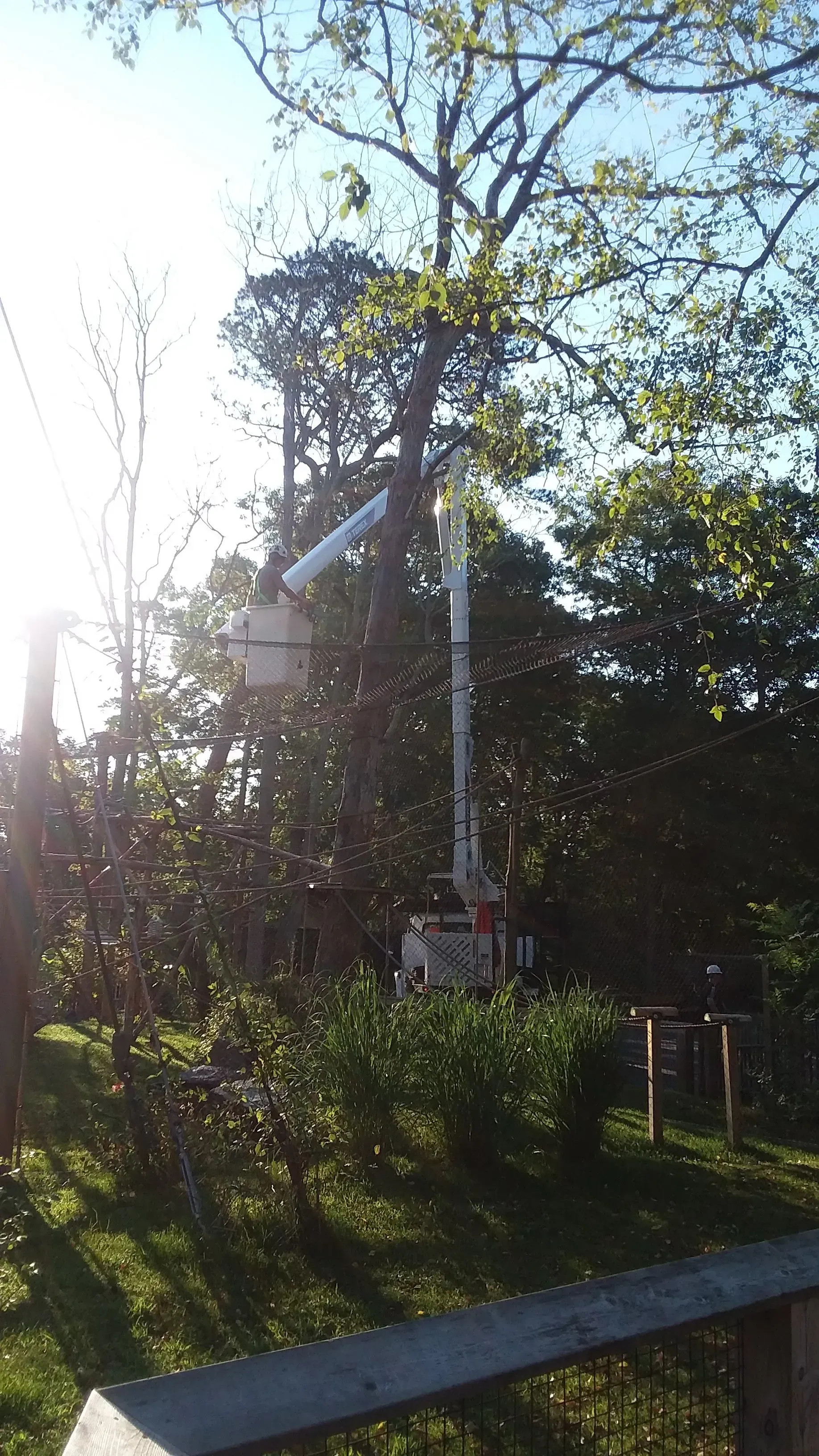Person Trimming Tree - Egg Harbor Township, NJ - Tree Man Tree Service