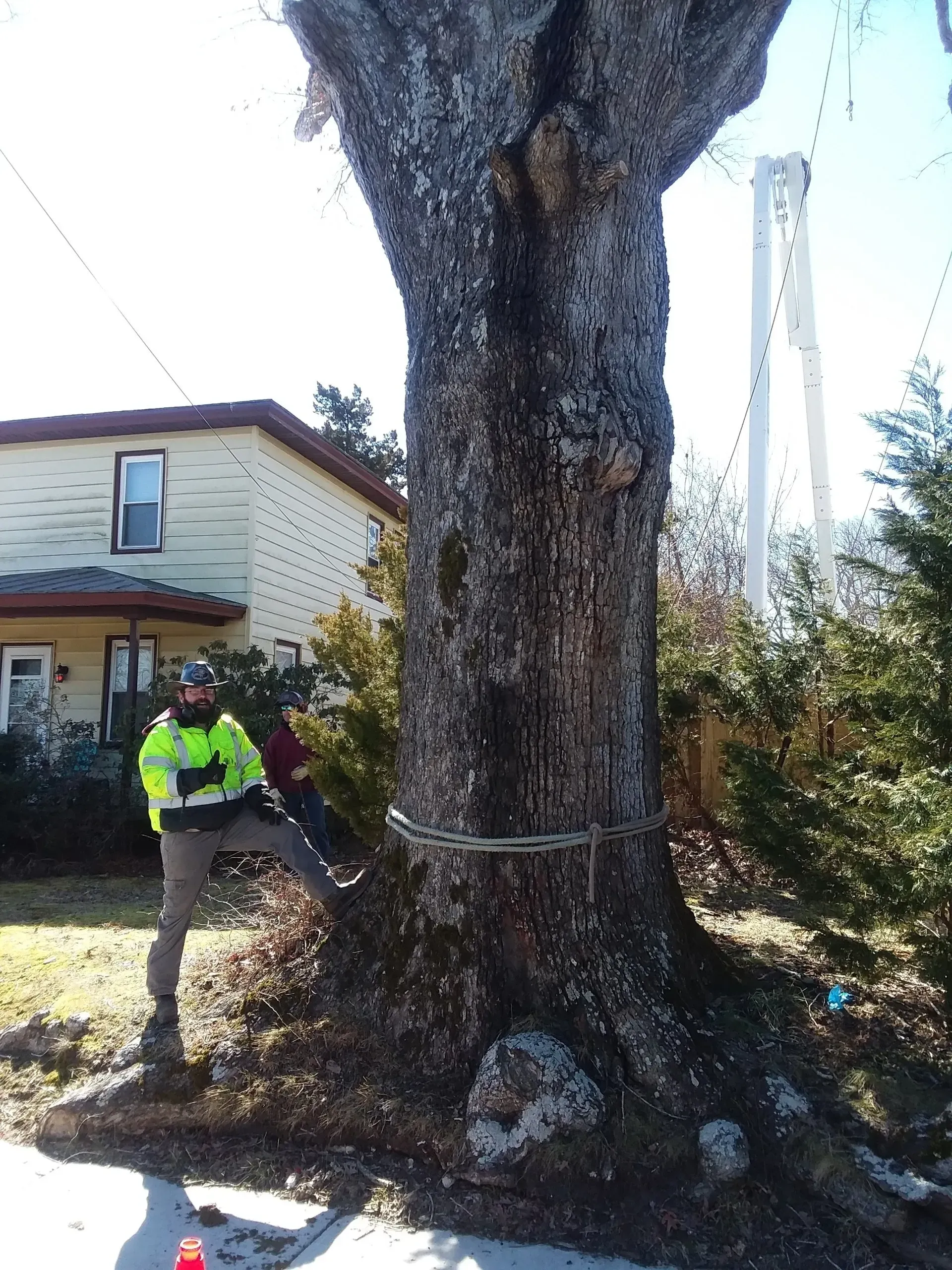Man And Tree - Egg Harbor Township, NJ - Tree Man Tree Service