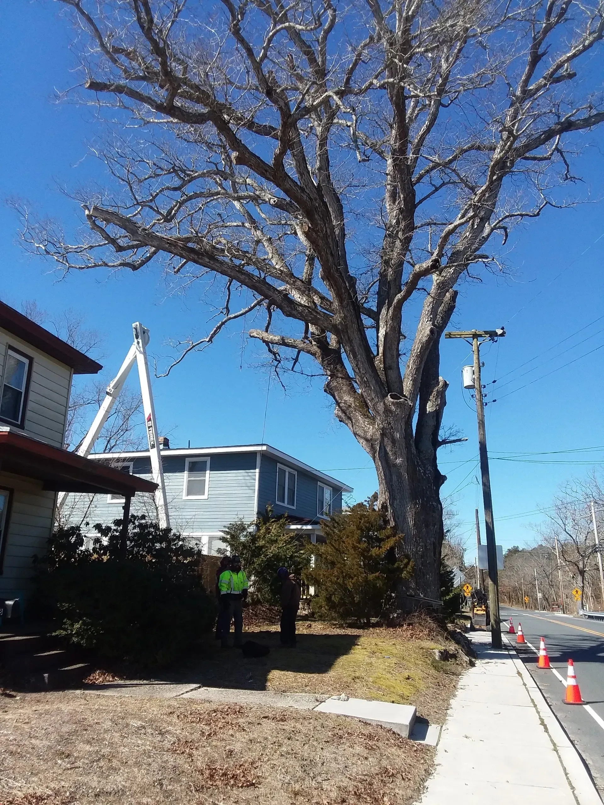 Tree - Egg Harbor Township, NJ - Tree Man Tree Service