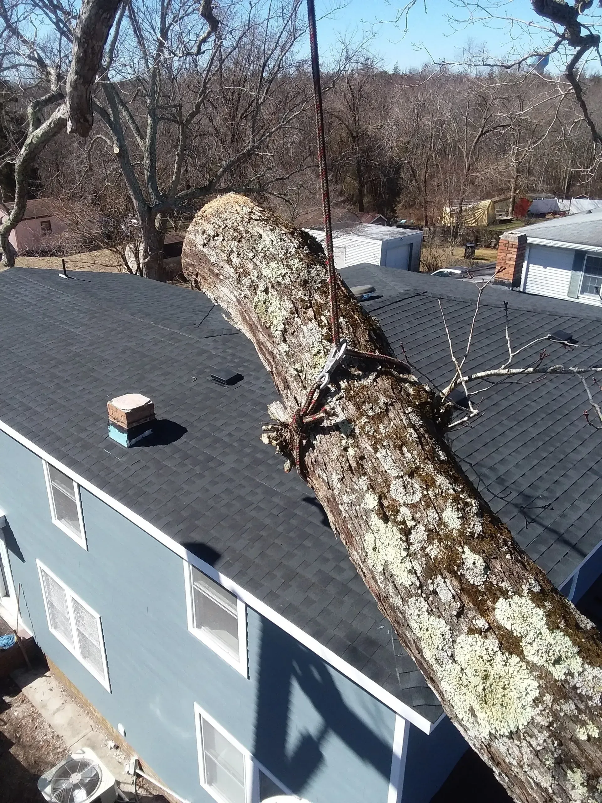 Tree And Gray Roof - Egg Harbor Township, NJ - Tree Man Tree Service