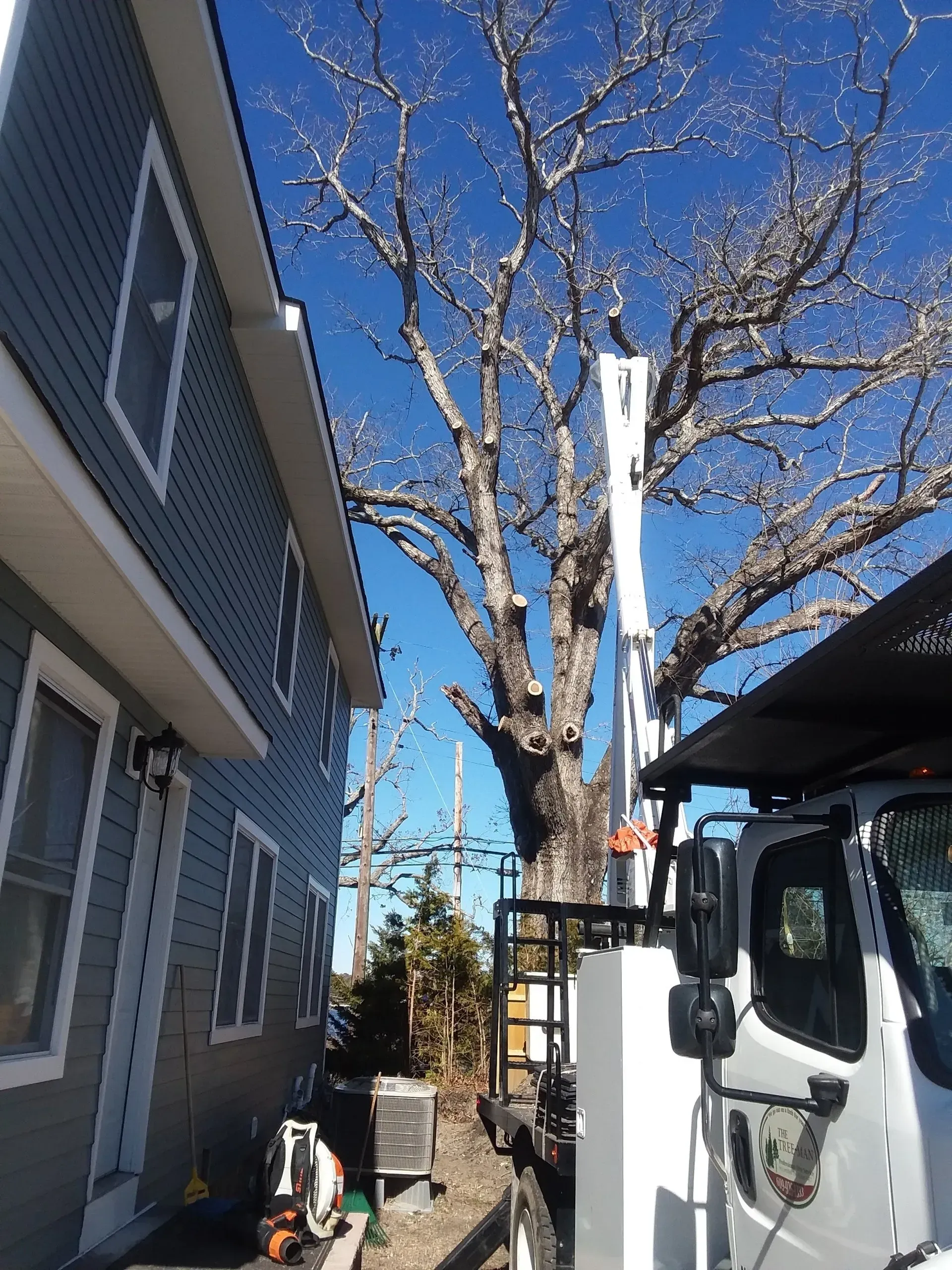 Tree Near House - Egg Harbor Township, NJ - Tree Man Tree Service