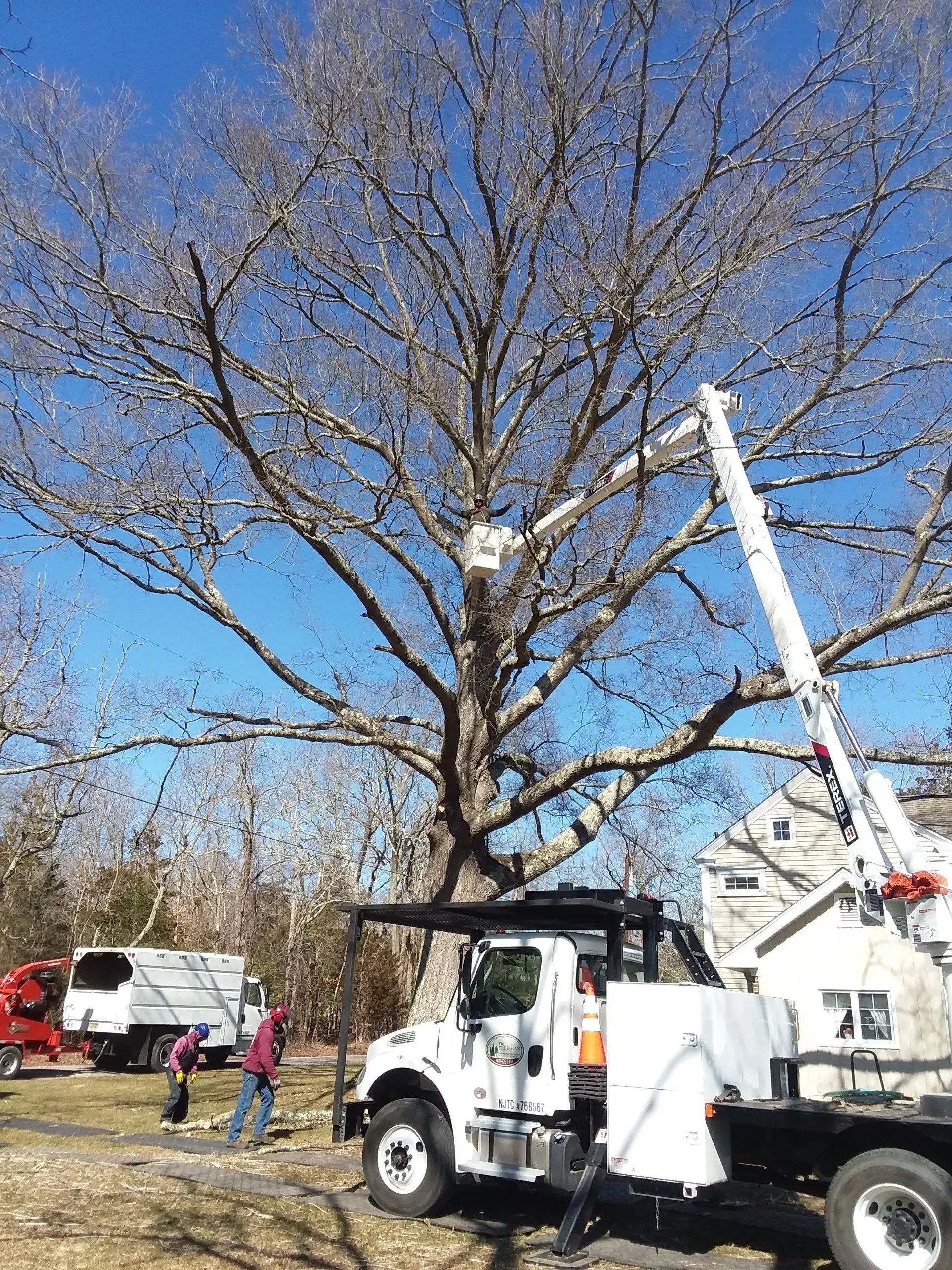 White Truck Under The Tree - Egg Harbor Township, NJ - Tree Man Tree Service