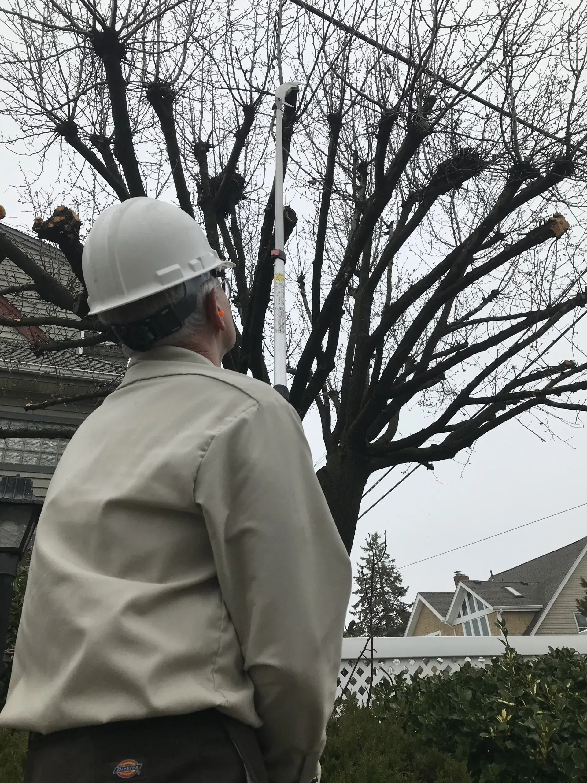 Man Looking Up - Egg Harbor Township, NJ - Tree Man Tree Service
