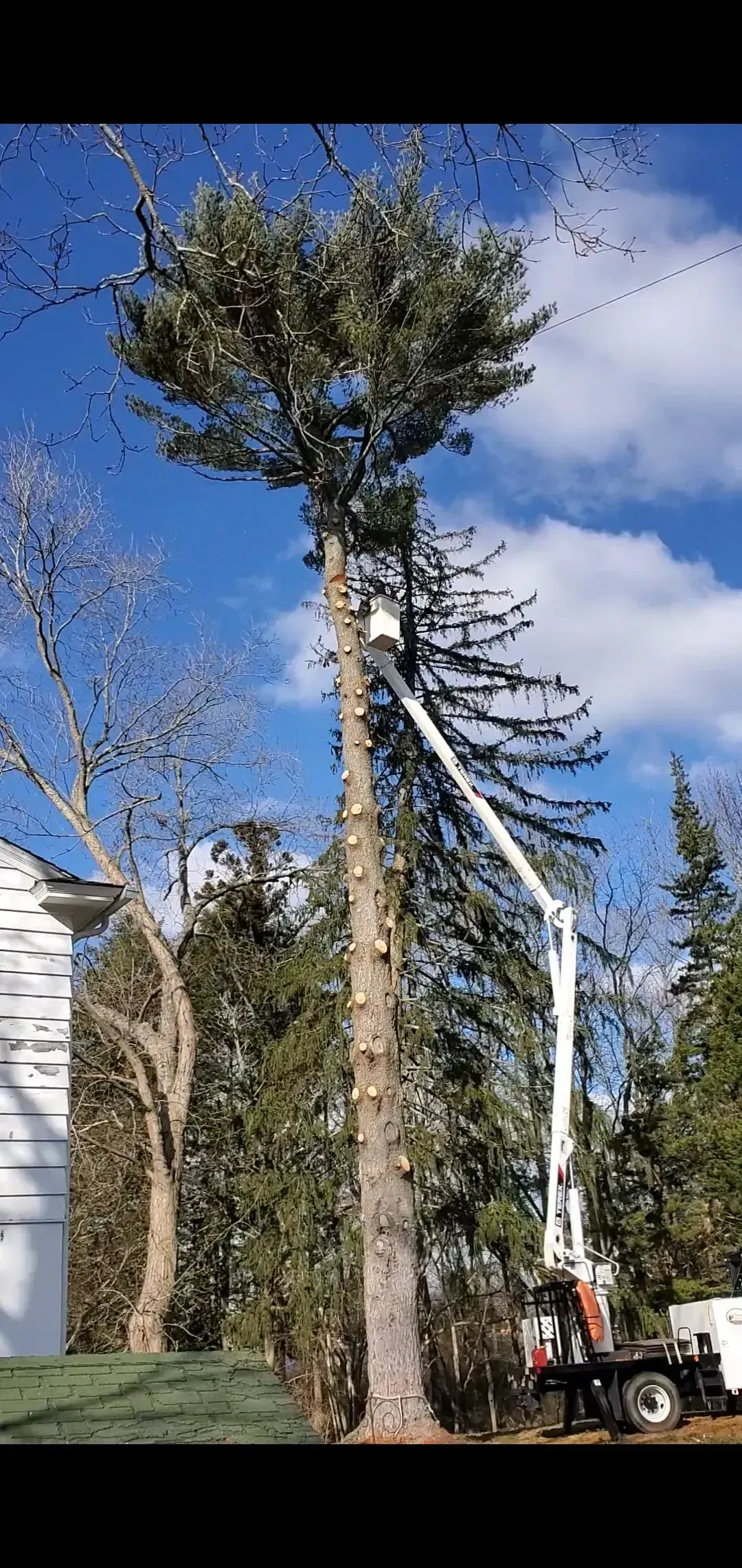 Trimmed Tree - Egg Harbor Township, NJ - Tree Man Tree Service