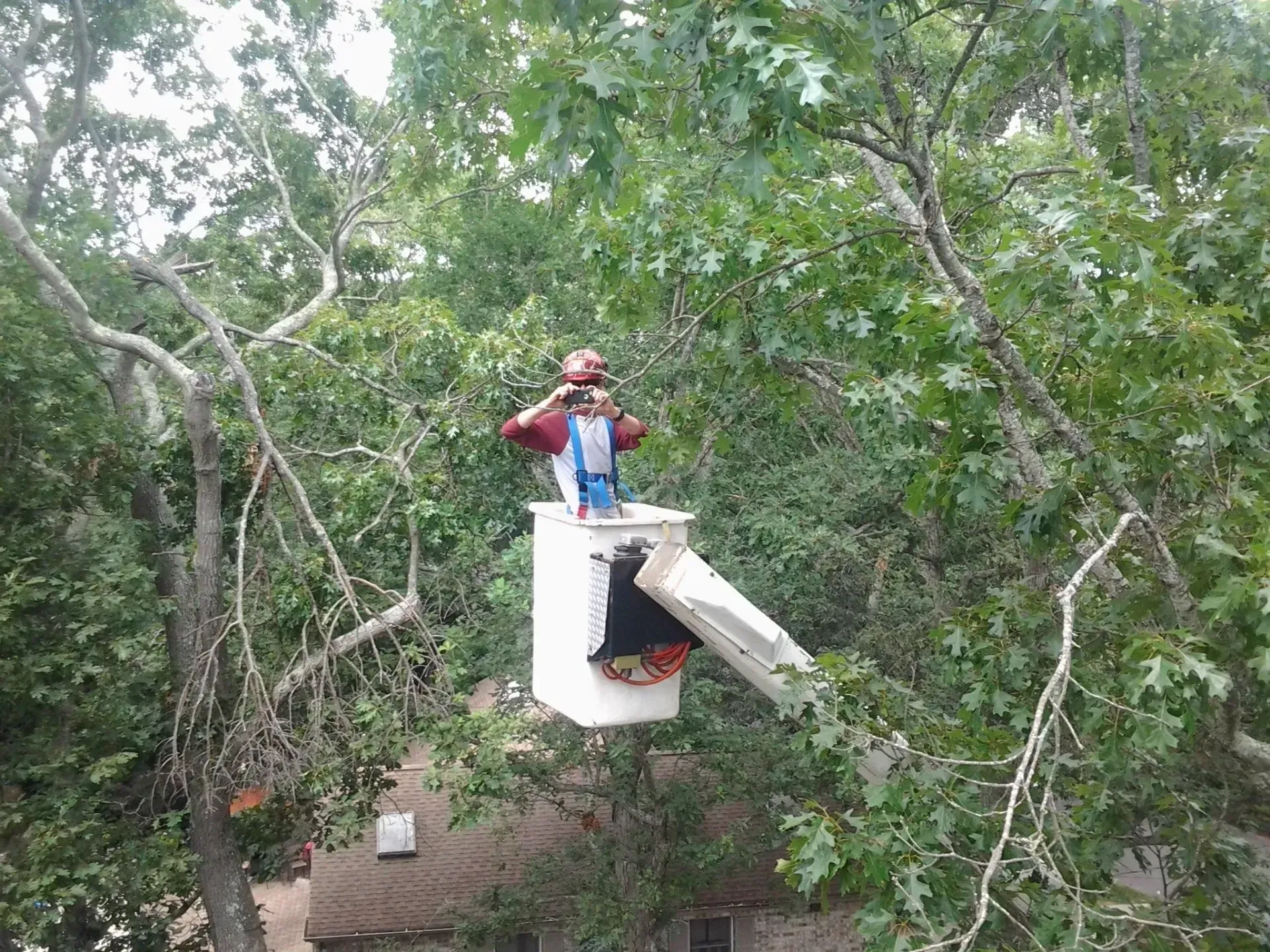 Man On Tree Trimming Machine - Egg Harbor Township, NJ - Tree Man Tree Service