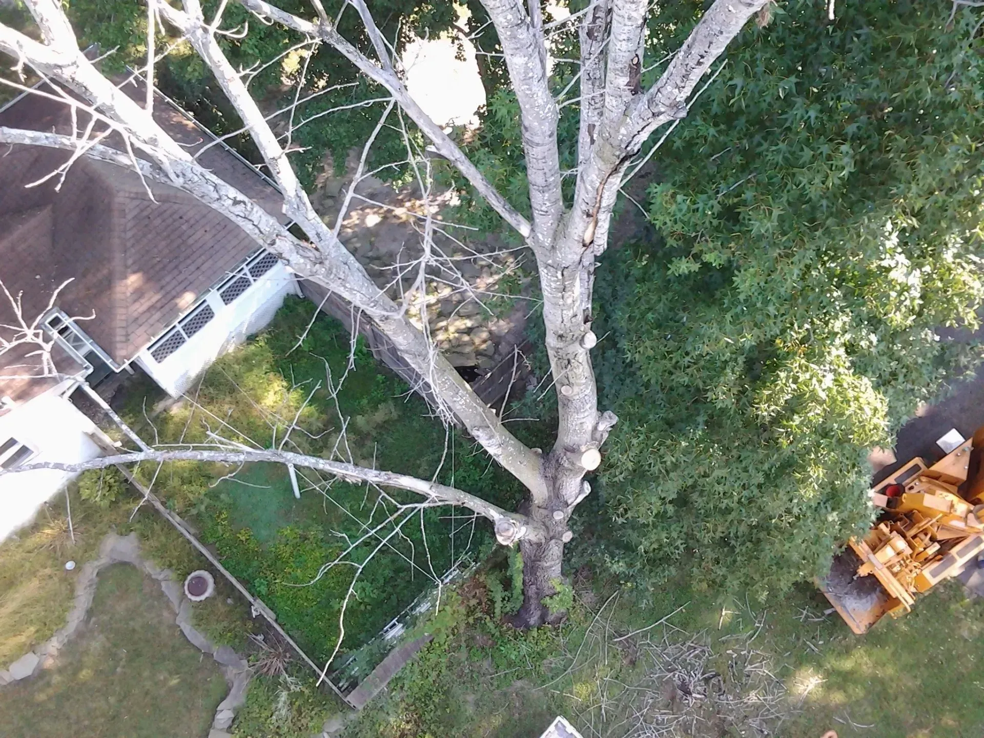 Long Tree - Egg Harbor Township, NJ - Tree Man Tree Service