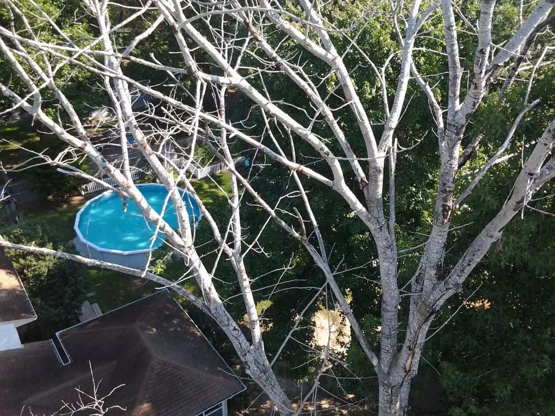 White Tree Branch - Egg Harbor Township, NJ - Tree Man Tree Service