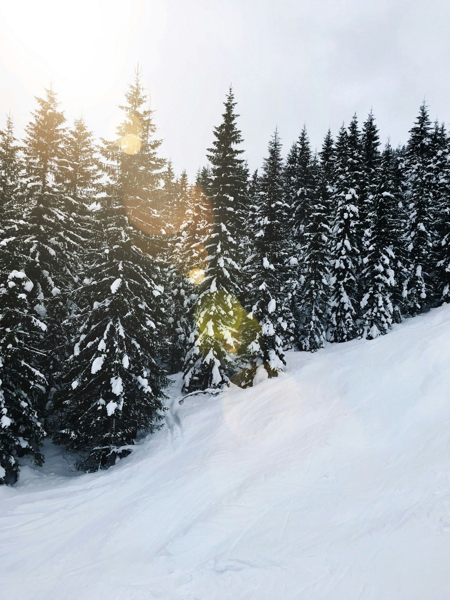 Snødekte trær i en snødekt skråning med et sterkt solbrudd.