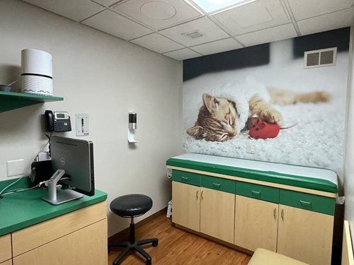 Medical exam room with computer desk, rolling stool, and cat mural above cabinets and exam table
