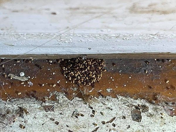 Termites - Lakeland, FL - Absolute Termite and Pests LLC