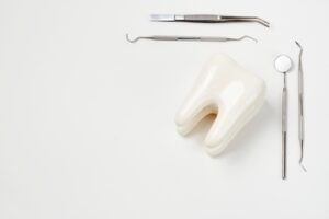 A Large, White Model Tooth — Killara Dental in East Killara, NSW