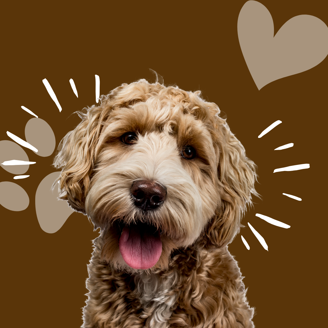 Residential Pet Waste Removal Macomb, MI