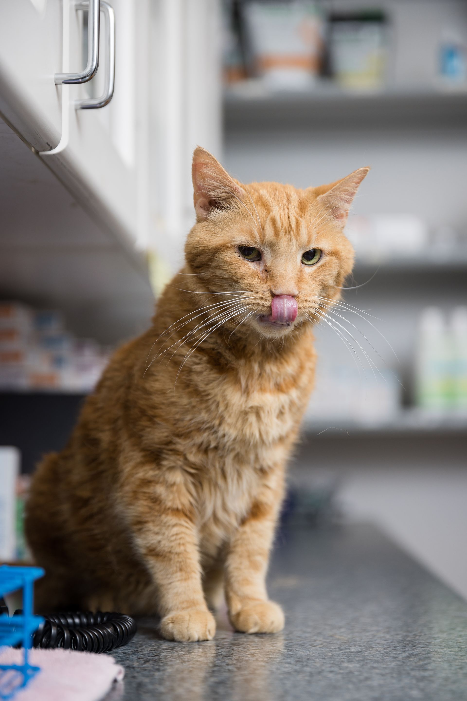 An orange cat is sticking its tongue out while sitting on a counter.