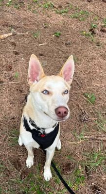A dog is sitting in the grass on a leash.