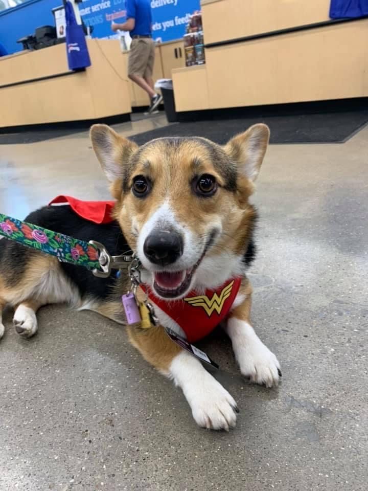 A brown and white dog wearing a wonder woman costume