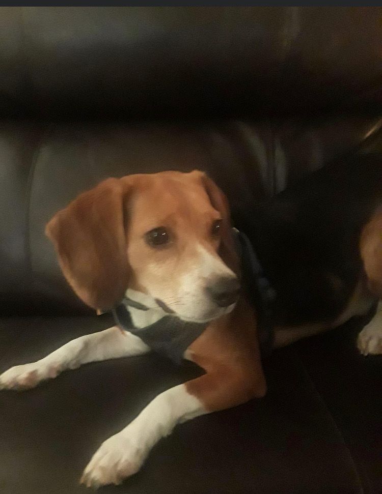 A brown and white dog is laying on a couch