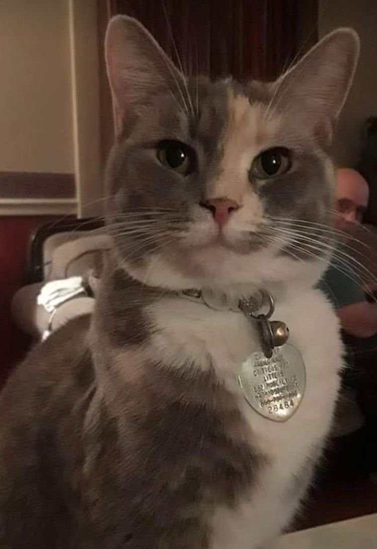 A calico cat wearing a collar and a tag is sitting on a table.