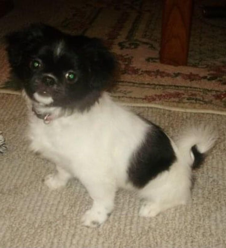 A black and white dog is sitting on a carpet.