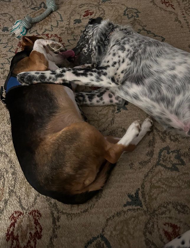 Two dogs are laying on a rug on the floor.