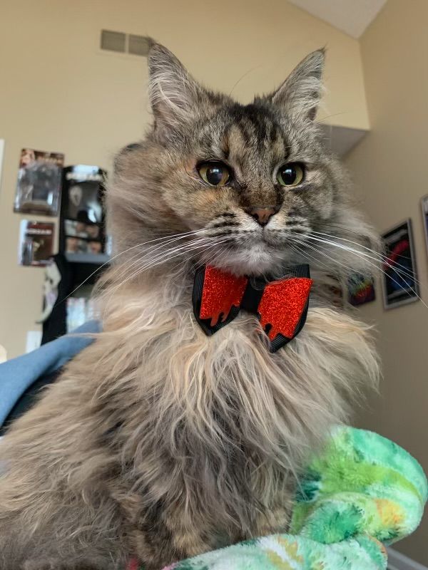 A fluffy cat wearing a red bow tie is sitting on a bed.