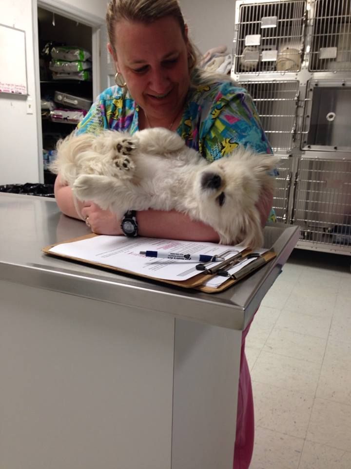 A woman is holding a small white dog while sitting at a table.