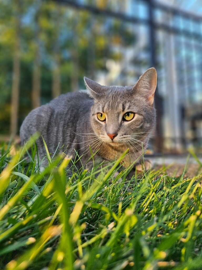 A gray cat with yellow eyes is standing in the grass.