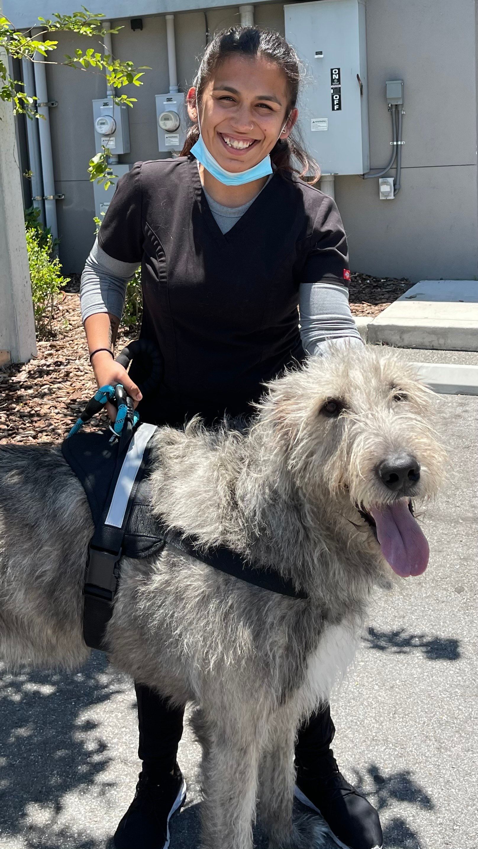Lillian Sloan, Veterinary Assistant holding a large dog.