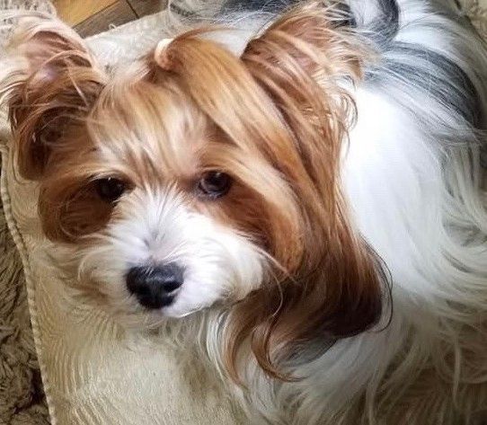 A brown and white dog is laying on a couch and looking at the camera.