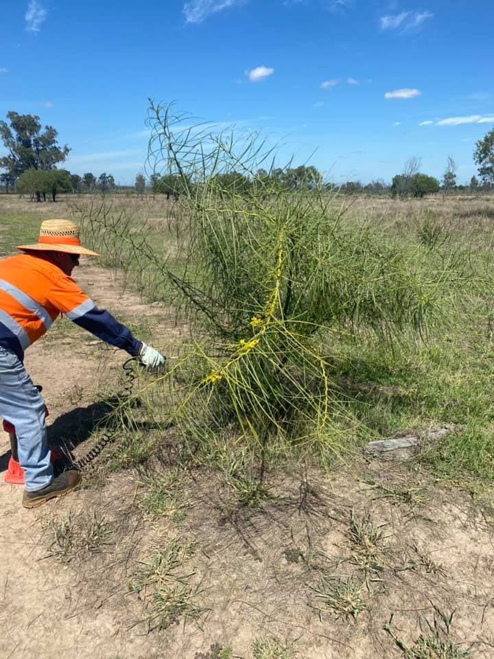 Man Removing Weeds — Barry’s Weed Spraying in Moongan, QLD