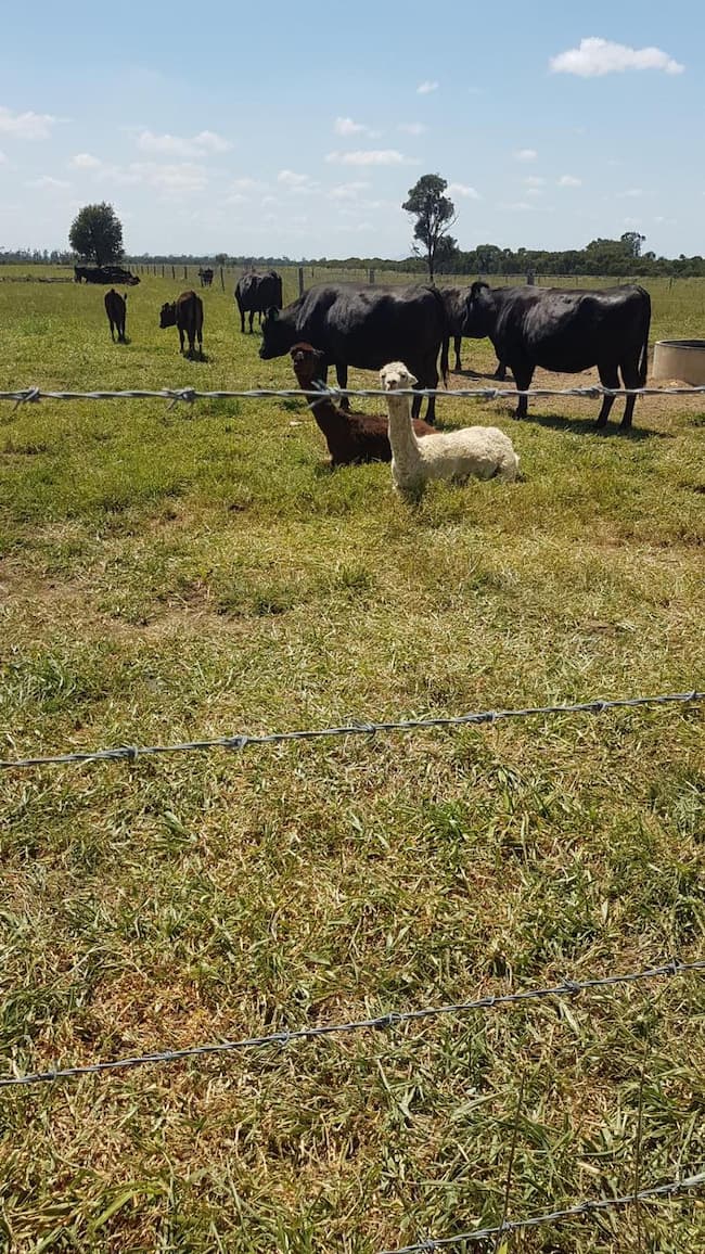Removing Weeds on a Farm — Barry’s Weed Spraying in Moongan, QLD