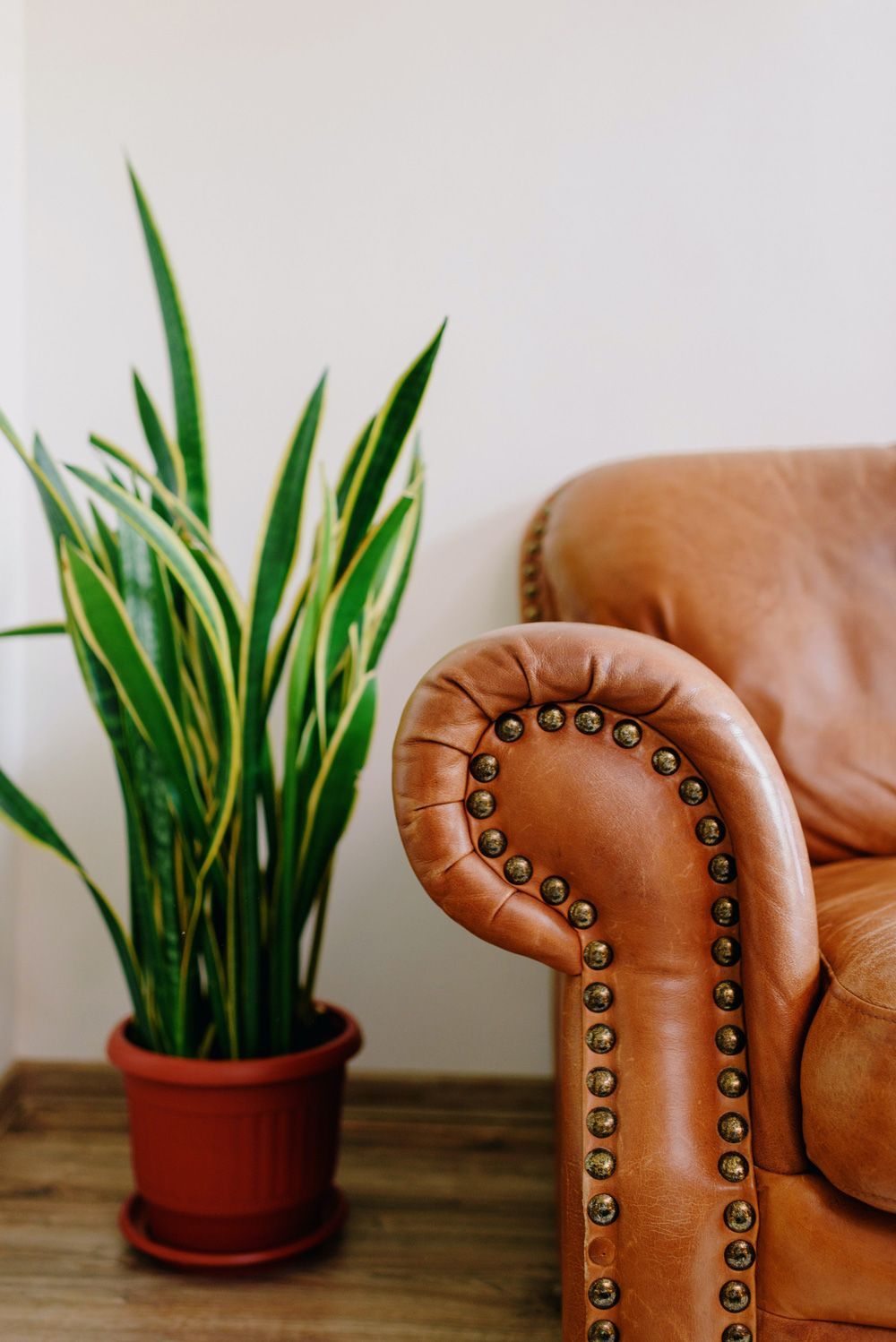 A tall snake plant in a terracotta pot stands next to a leather armchair with decorative metal studs on the armrest.