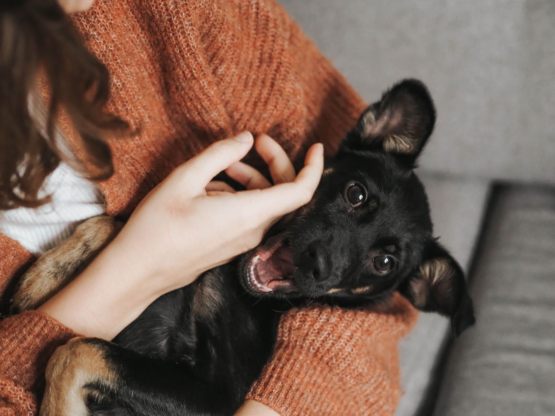 A person in an orange sweater cuddles a small, black puppy with its mouth slightly open.