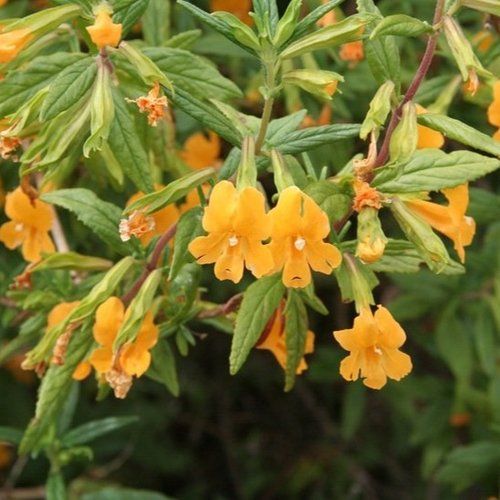 A plant with yellow flowers and green leaves