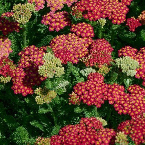 A bunch of red and yellow flowers with green leaves