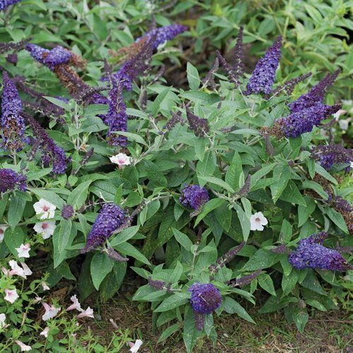 A bush with purple flowers and white flowers surrounded by green leaves.